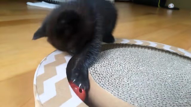 赤いボールに手を伸ばす子猫