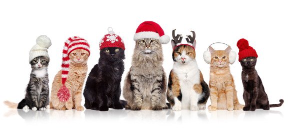 クリスマス衣装に仮装する猫