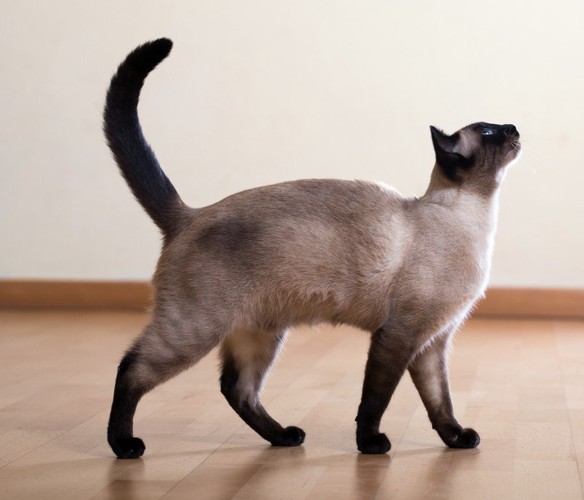 尻尾の立派なシャム猫