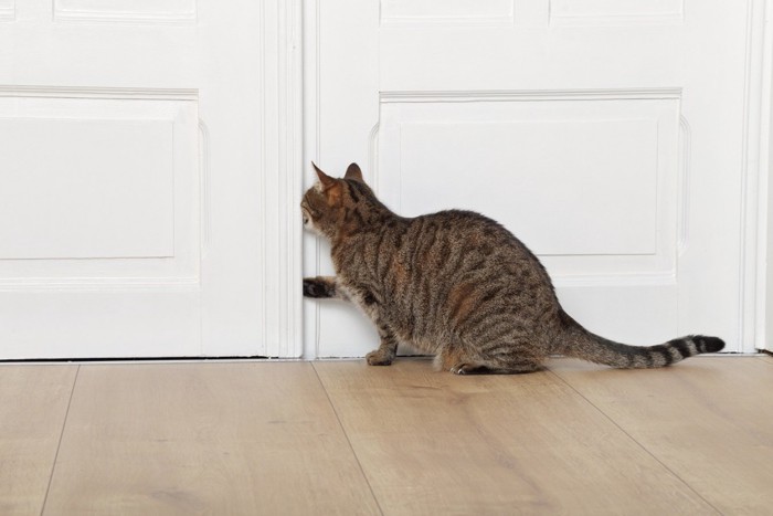 ドアから脱走を狙っている猫