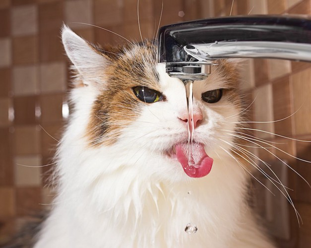 蛇口から水道水を飲む猫