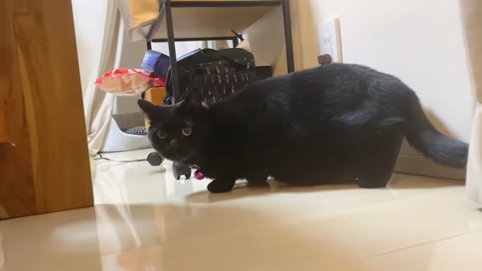 体を小さくしている黒猫