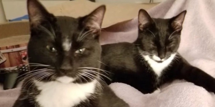 ピンクの毛布の上に2匹の黒猫