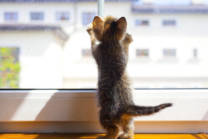 窓の外を見る子猫