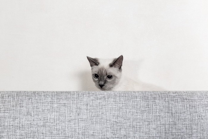 ソファーの後ろに隠れる猫