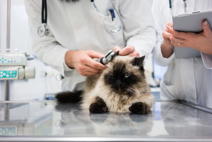病院で獣医師に診察されている猫