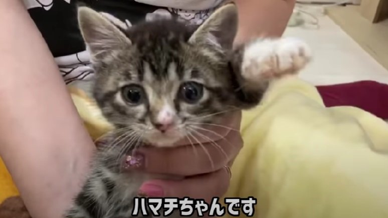 カメラ目線で抱っこされる子猫