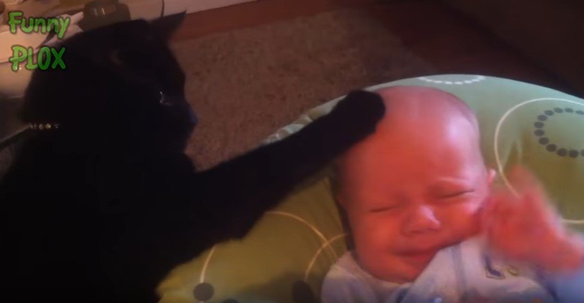 乳児の額に前足を置く猫