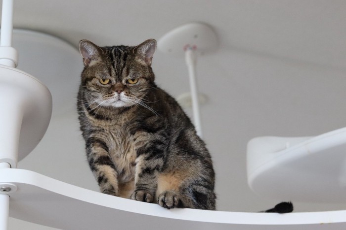 キャットタワーから降りられない猫