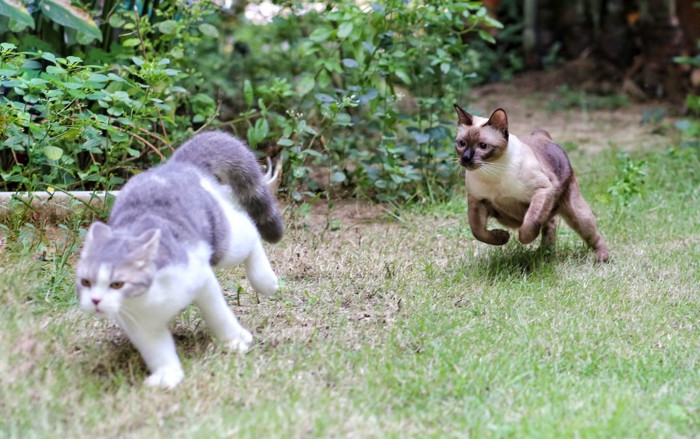 庭を走る猫たち