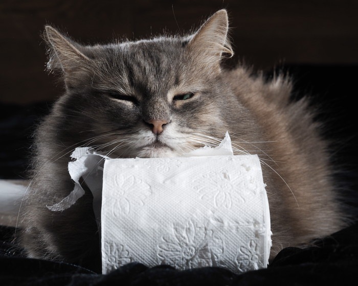 トイレットペーパーに顔を乗せる猫