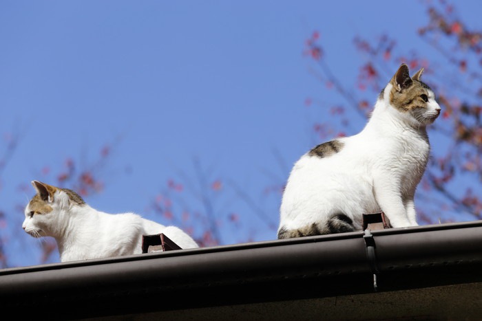 屋根の上の兄弟猫