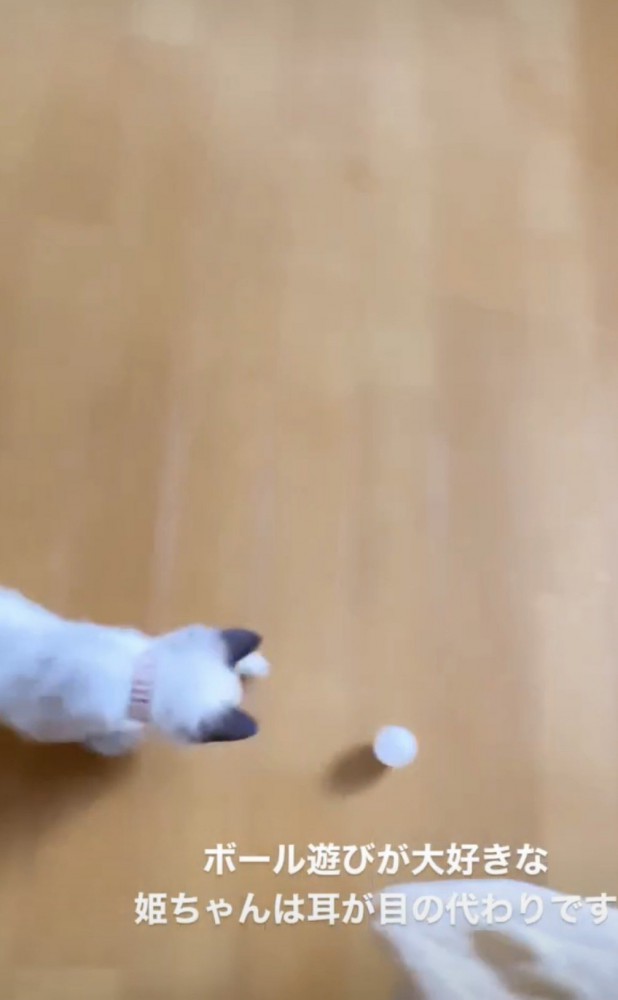 ボール遊びする子猫
