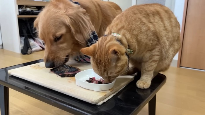 カツオを食べる犬と猫
