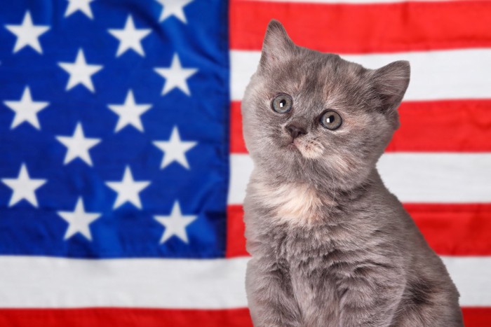 アメリカ国旗の前の猫