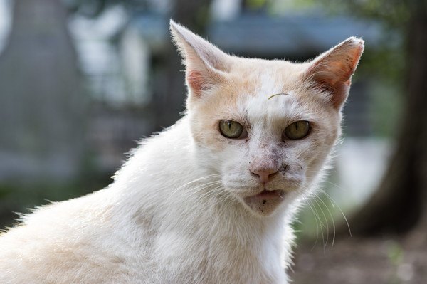 怒る白い猫