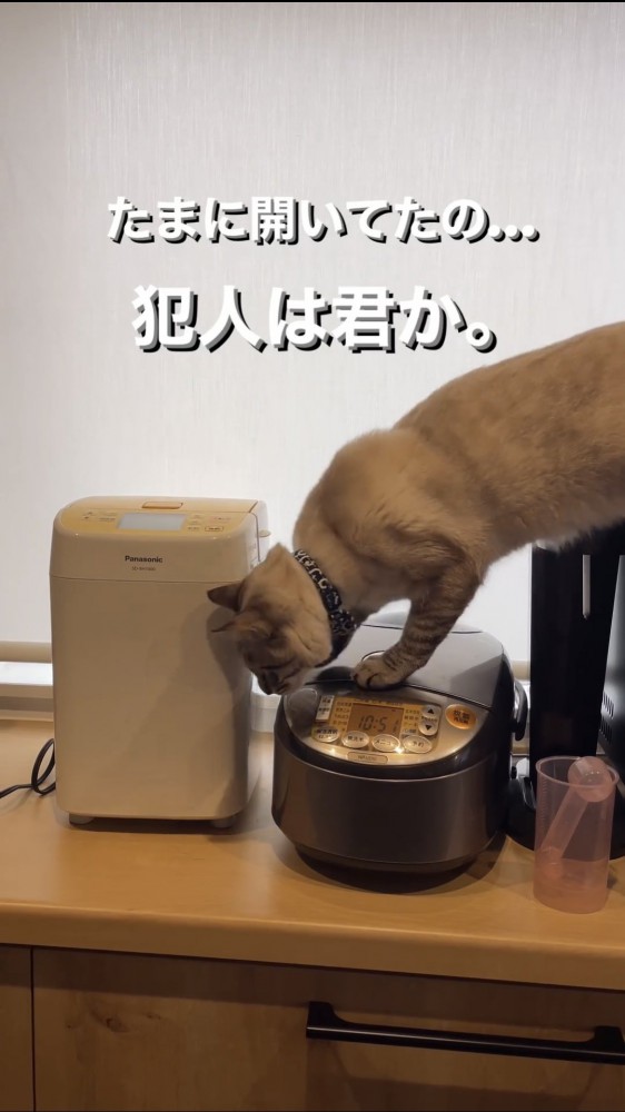 炊飯器に乗る猫