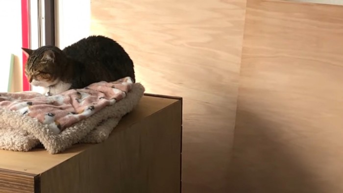 毛布の上で寝る猫
