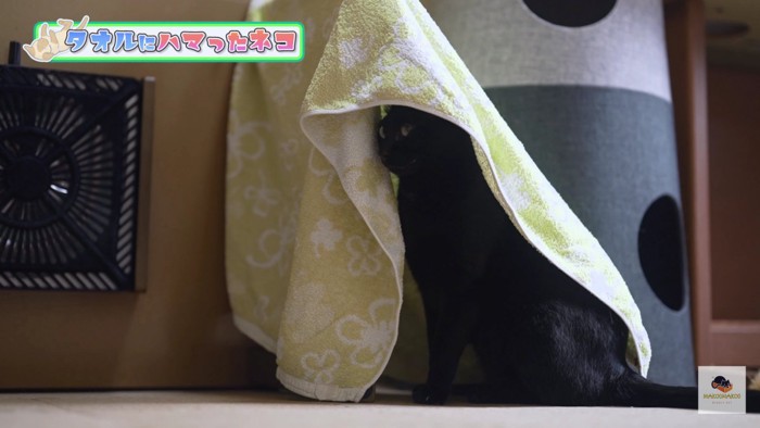 タオルに隠れる黒猫