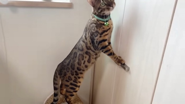 クローゼットの取っ手に前足をかけて立つ猫