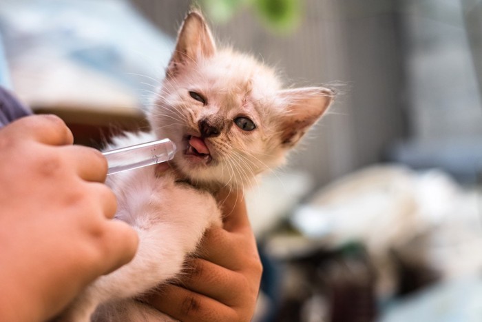 シリンジで水を飲ませられる子猫