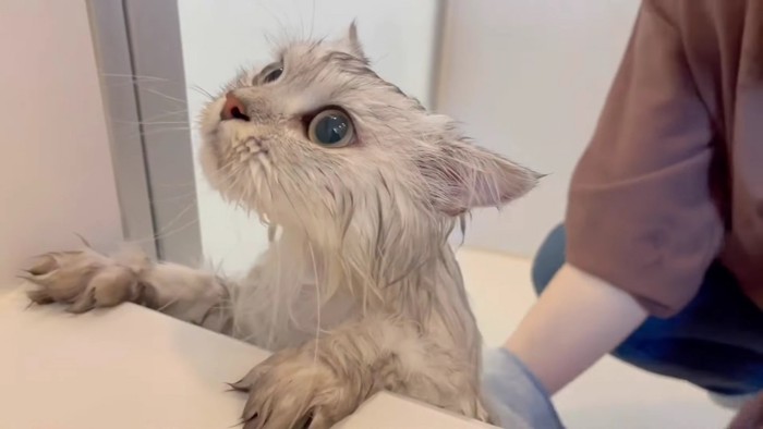 浴槽に手を置き、体を拭いてもらう猫