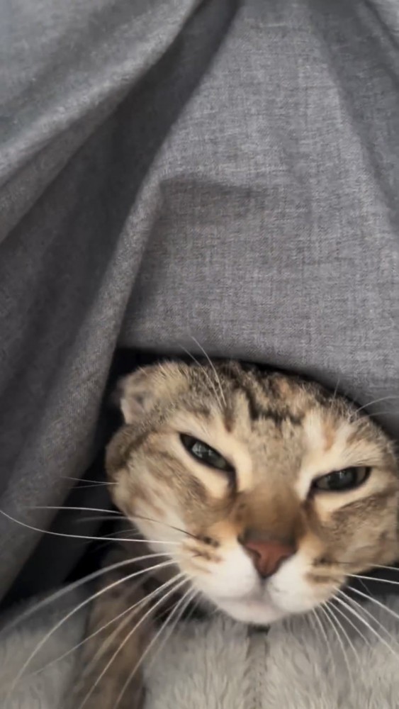 布団から顔を出す猫