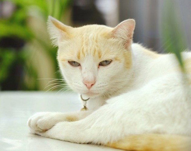 眠そうな顔をした白猫