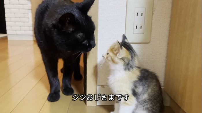 子猫に鼻を近づける猫