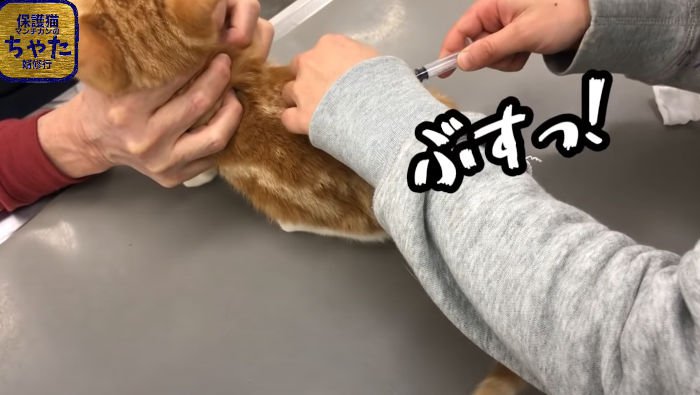 背中に注射を刺されるマンチカンの子猫