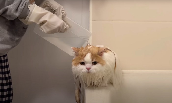 お湯をかけられる猫