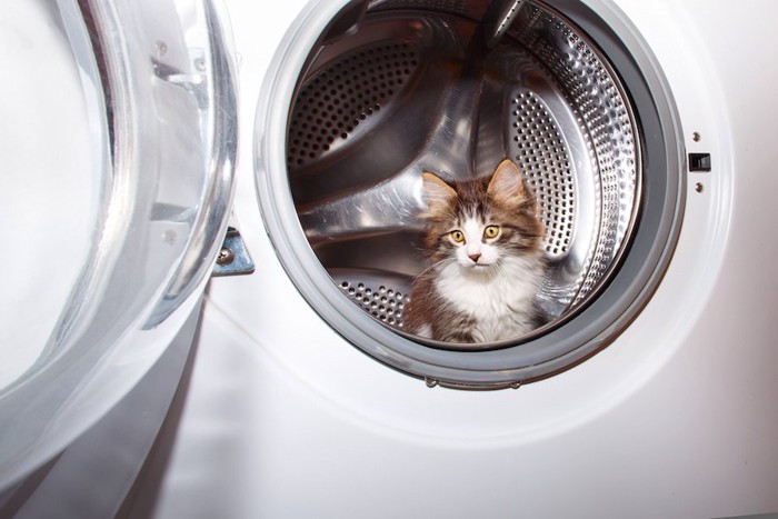 洗濯機の中から顔を出す子猫