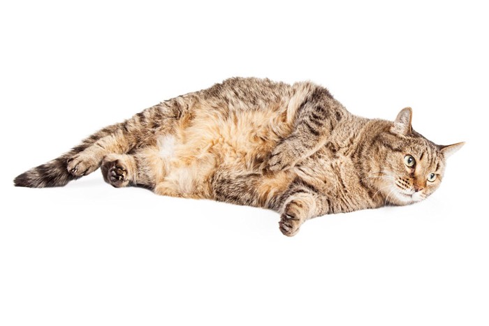 横たわっている太った猫
