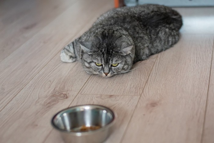 食器の前で腹ばいになっている猫