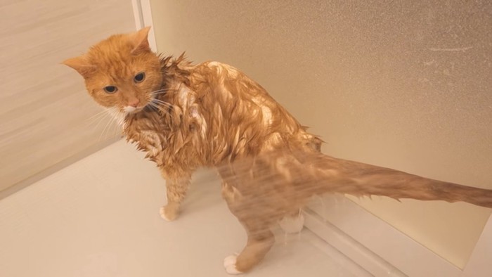 尻尾を立ててシャワーのお湯を見つめる猫