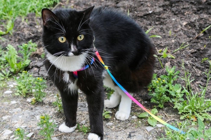 レインボーのリードをして散歩する黒猫