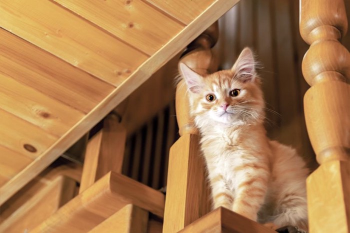 階段に座って見下ろす猫