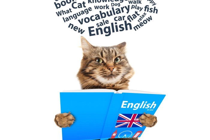 英語の本を読む猫