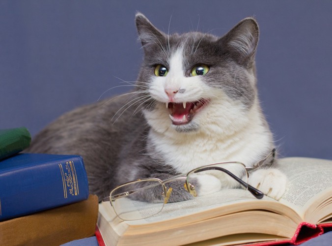 本の上に乗って鳴く猫