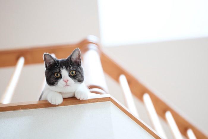 2階から見つめてくる猫