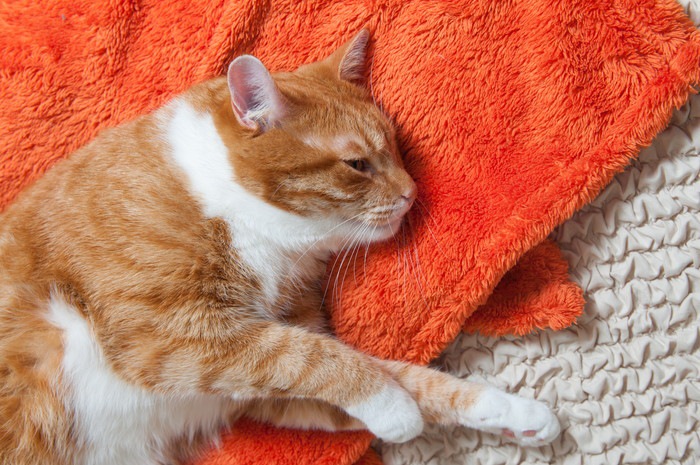オレンジのタオルの上で寝る猫
