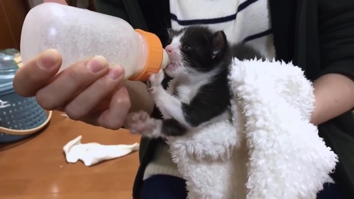 哺乳瓶と子猫