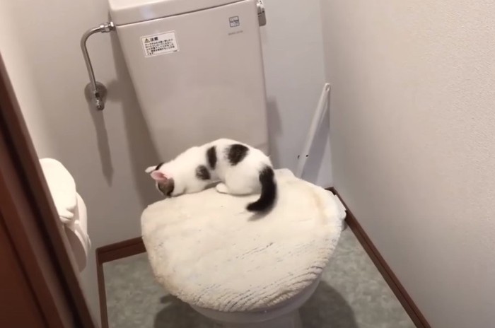トイレで遊ぶ子猫