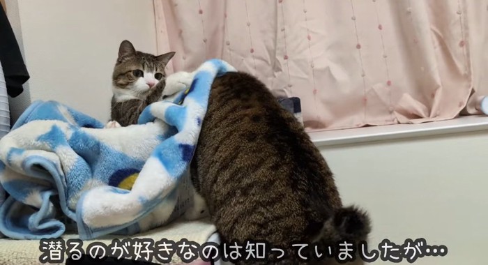 毛布に潜る猫