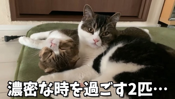 寝転がる2匹の猫
