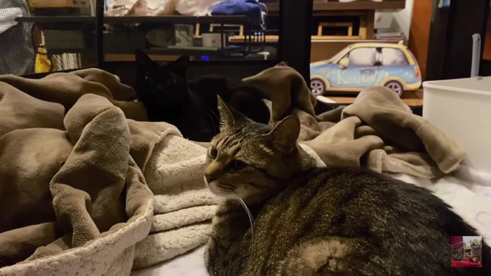 毛布の上の黒猫とキジトラ