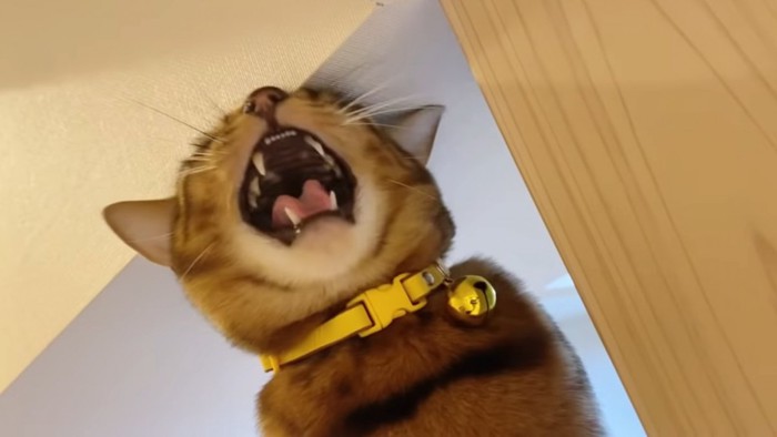 口を開ける猫