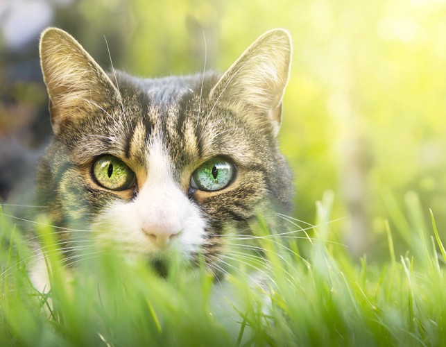 草むらに潜む目の大きな猫