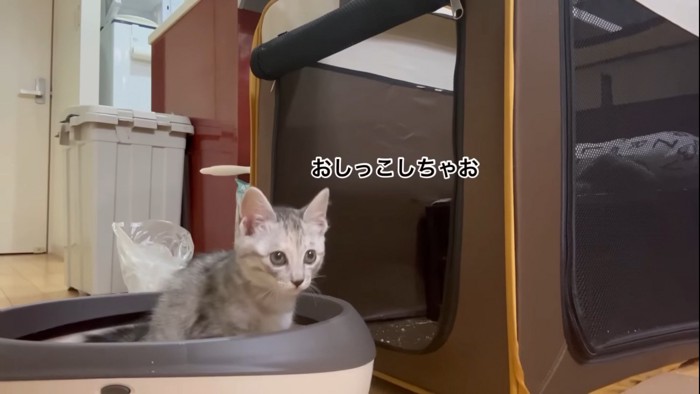 トイレをする子猫