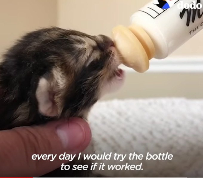 哺乳瓶でミルクを飲む猫